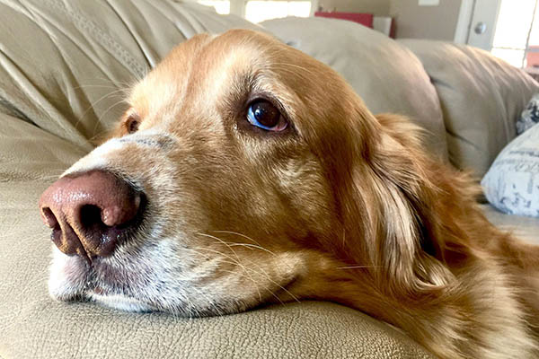 Why are older people deciding not to have pets?